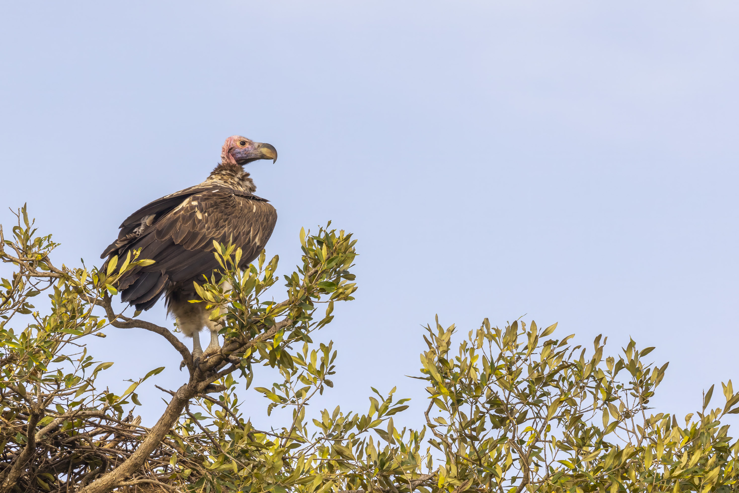 November 10, 2022-083433-2-Edit.jpg